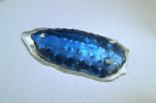 a1299